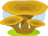 Leucocoprinus birnbaumii: A small mushroom goes around the world.