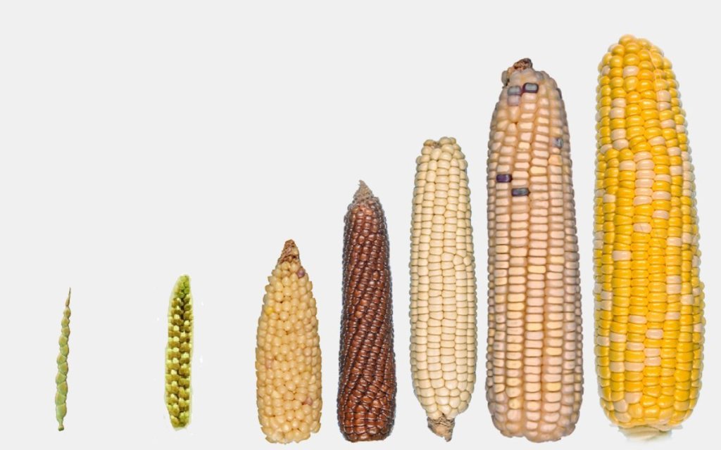 maize-evolution